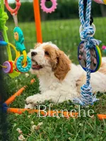 Blanche , a female Cavapoo for sale in Moulton, IA – 6 of 8