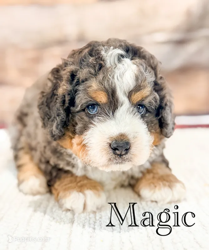 Magic  – Miniature Bernedoodle puppy for sale in Moulton, IA