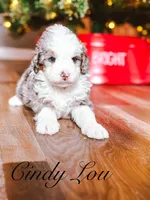 Cindy Lou, a female Miniature Bernedoodle for sale in Moulton, IA – Photo 2 of 4