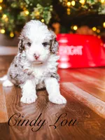 Cindy Lou, a female Miniature Bernedoodle for sale in Moulton, IA – Photo 3 of 4