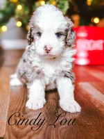 Cindy Lou, a female Miniature Bernedoodle for sale in Moulton, IA – Photo 4 of 4