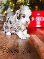 Cindy Lou, a female Miniature Bernedoodle for sale in Moulton, IA – Photo 1 of 4