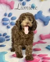 Lumiere , a male Cockapoo for sale in Moulton, IA – 3 of 8