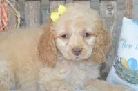 Danielle, a female Cockapoo for sale in Moulton, IA – Photo 3 of 4