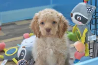 Danielle, a female Cockapoo for sale in Moulton, IA – Photo 2 of 4