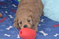Gabe, a male Cockapoo for sale in Moulton, IA – Photo 2 of 5