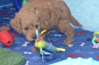 Gabe, a male Cockapoo for sale in Moulton, IA – Photo 3 of 5