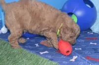 Gabe, a male Cockapoo for sale in Moulton, IA – Photo 4 of 5