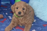Gabe, a male Cockapoo for sale in Moulton, IA – Photo 1 of 5