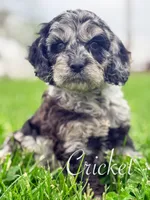 Crickett, a male Cockapoo for sale in Moulton, IA – Photo 3 of 6