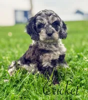 Crickett, a male Cockapoo for sale in Moulton, IA – Photo 2 of 6