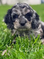 Crickett, a male Cockapoo for sale in Moulton, IA – Photo 5 of 6