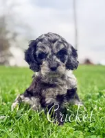 Crickett, a male Cockapoo for sale in Moulton, IA – Photo 6 of 6