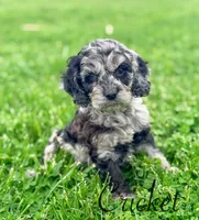 Crickett, a male Cockapoo for sale in Moulton, IA – Photo 4 of 6