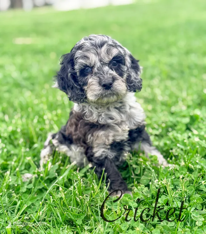 Crickett – Cockapoo puppy for sale in Moulton, IA