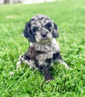 Crickett, a male Cockapoo for sale in Moulton, IA – Photo 1 of 6