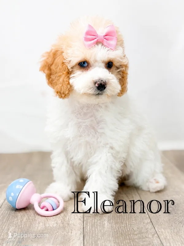 Eleanor – Cockapoo puppy for sale in Moulton, IA