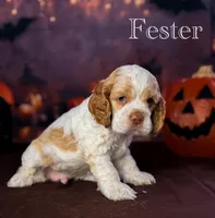Fester , a male Cocker Spaniel for sale in Moulton, IA – 3 of 7