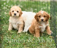 Alvin , a female Cockapoo for sale in Moulton, IA – 3 of 7