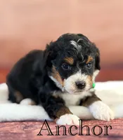Anchor, a male Miniature Bernedoodle for sale in Moulton, IA – 3 of 5