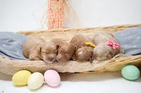 F1b Cavapoos, a female Cavapoo for sale in Moulton, IA – Photo 2 of 3