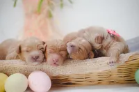 F1b Cavapoos, a female Cavapoo for sale in Moulton, IA – Photo 1 of 3