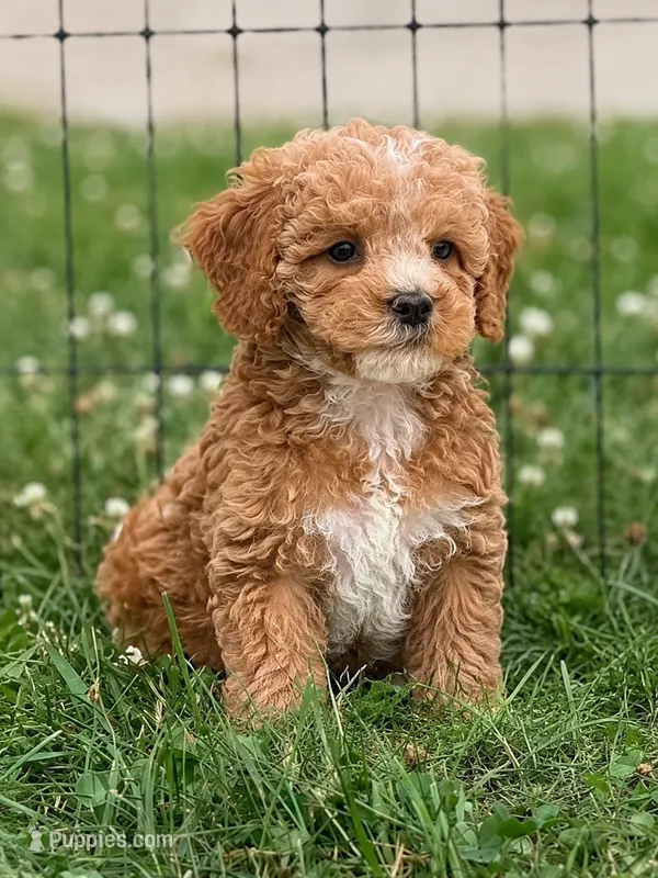 Brittany – Cockapoo puppy for sale in Moulton, IA