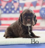 Bo, a male Cocker Spaniel for sale in Moulton, IA – 5 of 6