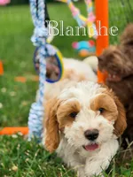 Blanche , a female Cavapoo for sale in Moulton, IA – 8 of 8