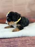 Sandy, a female Miniature Bernedoodle for sale in Moulton, IA – 4 of 4