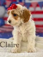 Claire , a female Cockapoo for sale in Moulton, IA – 3 of 5
