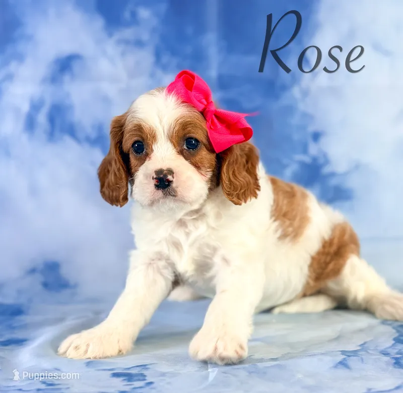 Rose – Cavapoo puppy for sale in Moulton, IA