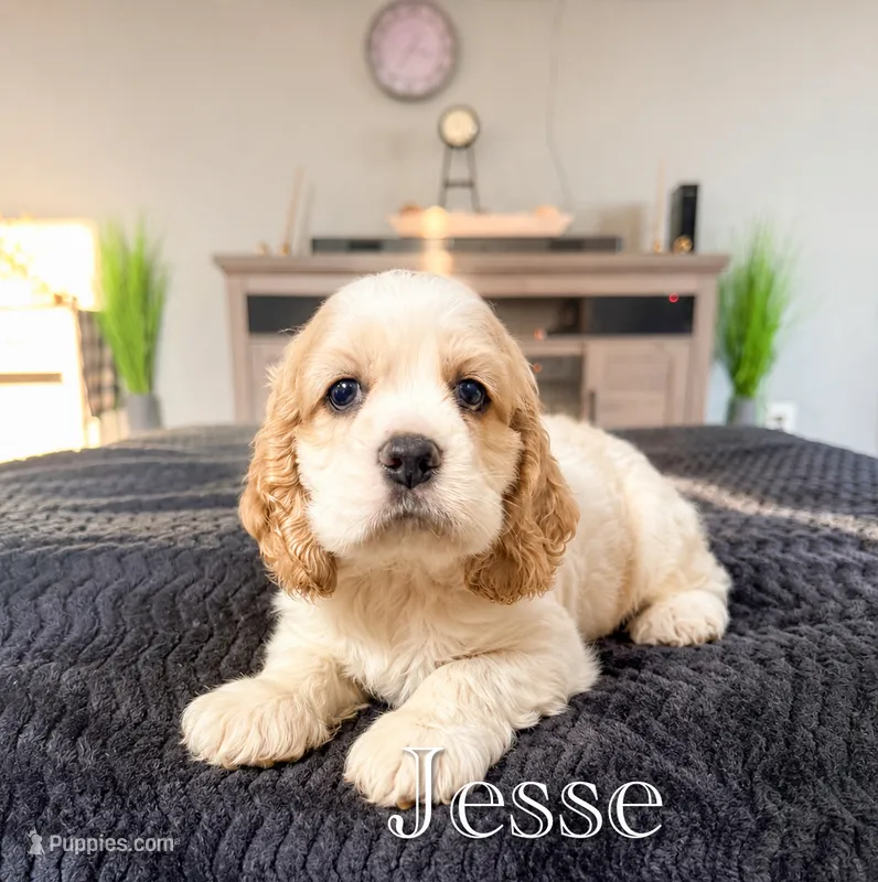 Jesse – Cocker Spaniel puppy for sale in Moulton, IA
