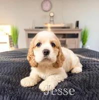 Jesse, a male Cocker Spaniel for sale in Moulton, IA – 3 of 9