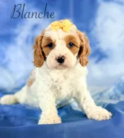 Blanche , a female Cavapoo for sale in Moulton, IA – 2 of 3