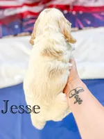 Jesse, a male Cocker Spaniel for sale in Moulton, IA – 3 of 4