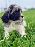 Johnny, a male Cavapoo for sale in Moulton, IA – Photo 4 of 6