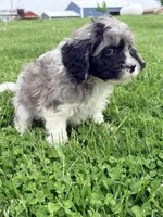 Johnny, a male Cavapoo for sale in Moulton, IA – Photo 6 of 6
