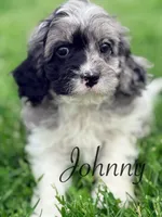 Johnny, a male Cavapoo for sale in Moulton, IA – Photo 1 of 6