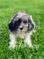 Johnny, a male Cavapoo for sale in Moulton, IA – Photo 5 of 6