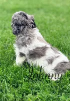 Johnny, a male Cavapoo for sale in Moulton, IA – Photo 3 of 6