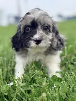 Johnny, a male Cavapoo for sale in Moulton, IA – Photo 2 of 6