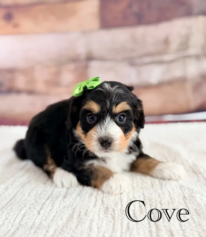 Cove – Miniature Bernedoodle puppy for sale in Moulton, IA