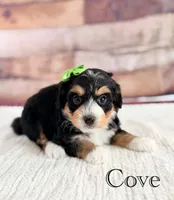 Cove, a female Miniature Bernedoodle for sale in Moulton, IA – 1 of 9