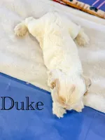 Duke , a male Cocker Spaniel for sale in Moulton, IA – 2 of 6