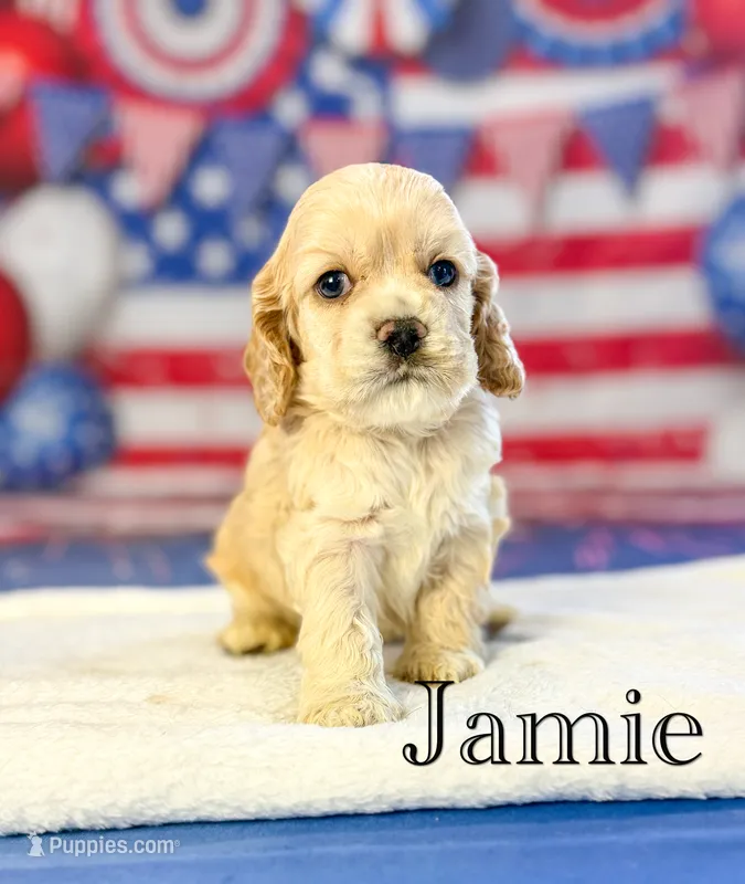 Jamie – Cocker Spaniel puppy for sale in Moulton, IA