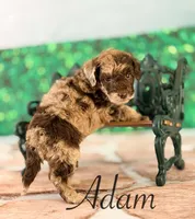 Adam, a male Cockapoo for sale in Moulton, IA – Photo 2 of 4