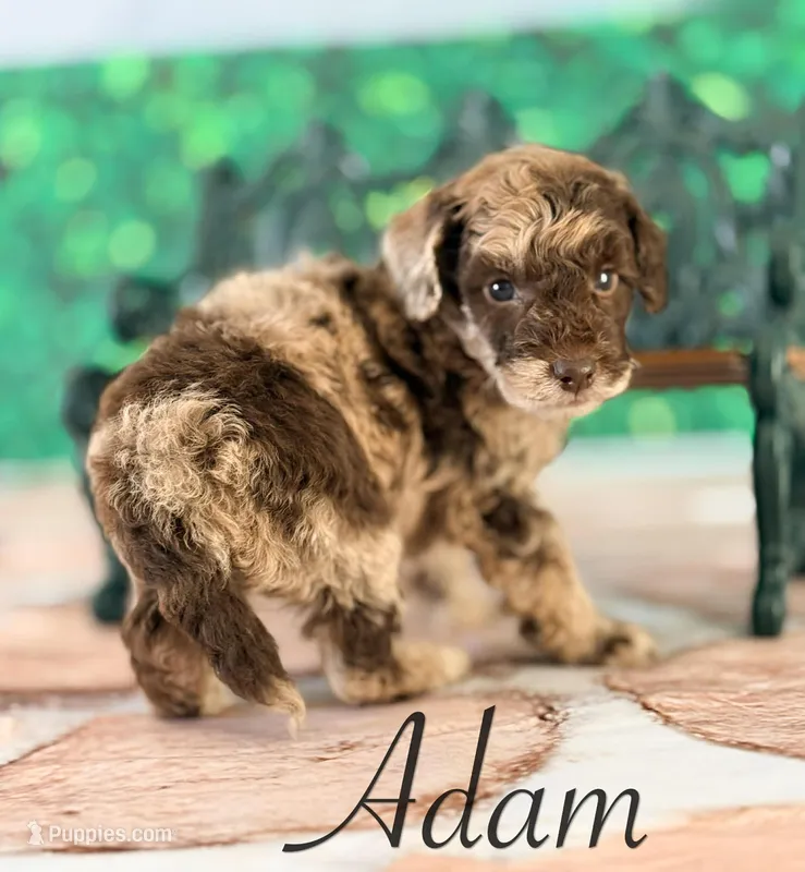 Adam – Cockapoo puppy for sale in Moulton, IA