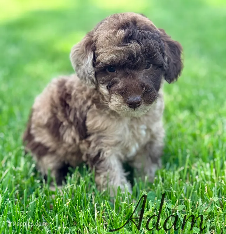 Adam – Cockapoo puppy for sale in Moulton, IA