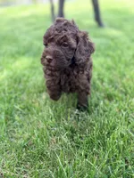 Gaston, a male Cockapoo for sale in Moulton, IA – 7 of 10